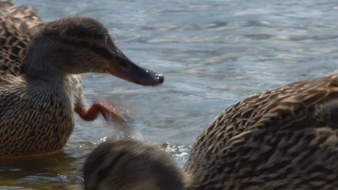 Mallard ducks digging though shallows for food (Close up) Stock Footage 114181488