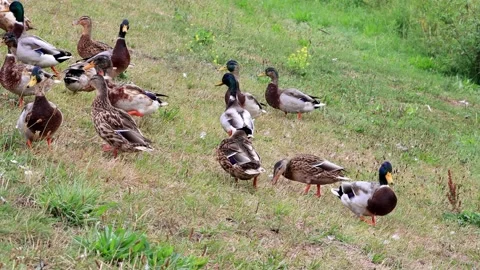 Mallard ducks on a dike Stock Footage 231032009