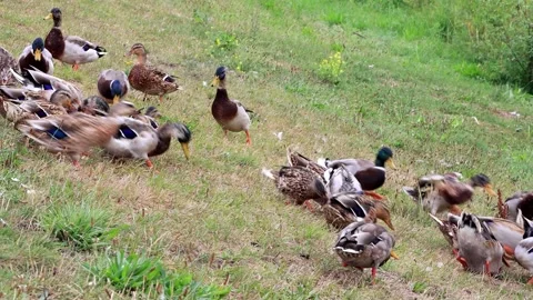 Mallard ducks on a dike Stock Footage 241891042