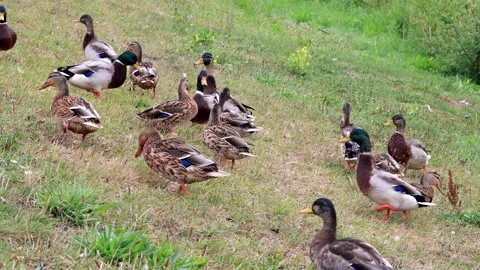 Mallard ducks on a dike Stock Footage 241929876
