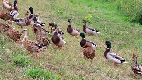 Mallard ducks on a dike Stock Footage 246296549