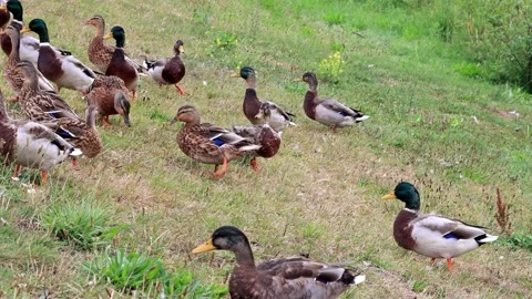 Mallard ducks on a dike Stock Footage 246303542