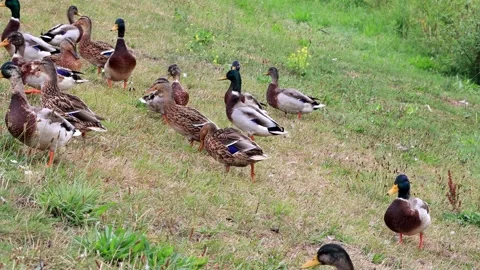 Mallard ducks on a dike Stock Footage 246303691