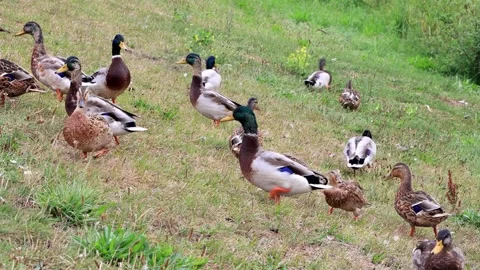 Mallard ducks on a dike Video stock 247438876