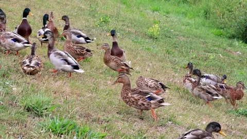 Mallard ducks on a dike Stock Footage 247466157