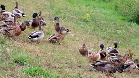Mallard ducks on a dike Stock Footage 247466162