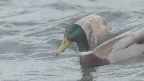 Mallard ducks dive underwater Stock Footage 267722816