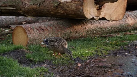Mallard ducks drinking water, slow motion, 60 fps Video stock 130342736