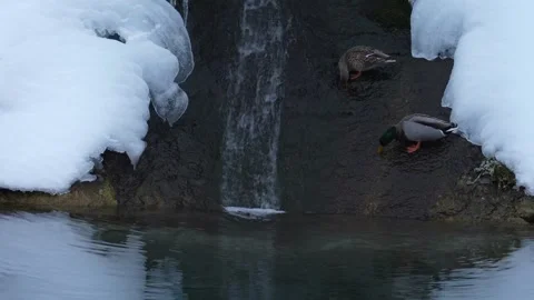 Mallard ducks drinking water at winter waterfall Stock Footage 328007231