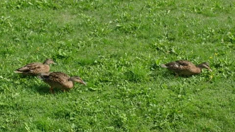 Mallard ducks eating grass Stock Footage 158798255