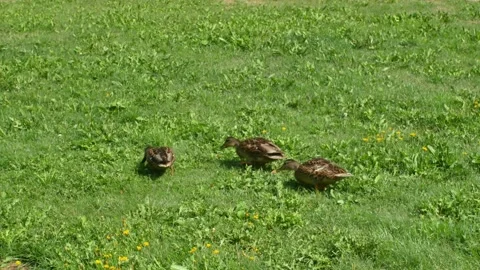 Mallard ducks eating grass Stock-Footage 158798267