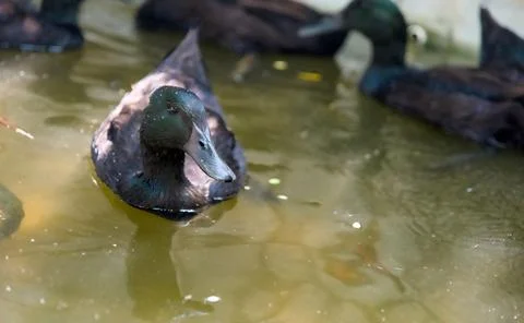 Mallard Ducks Enjoying a Refreshing Dip in a City Park Pond on a Vibrant Su.. Stock Photos