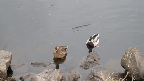 Mallard Ducks in fast flowing river in 4k Stock Footage 169731336