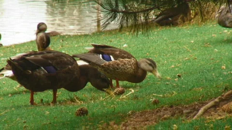 Mallard ducks feed and preen at pond's edge Stock Footage 108814