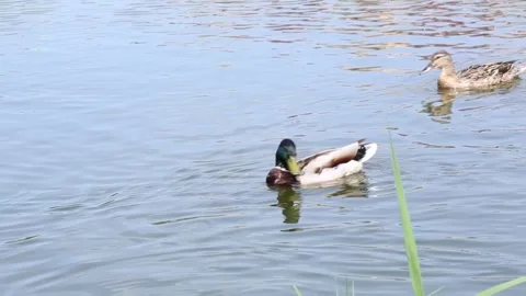 Mallard ducks feeding actively in shallow wetland water Stock Footage 312083177