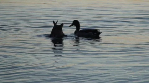 Mallard Ducks Feeding  스톡 동영상 534253