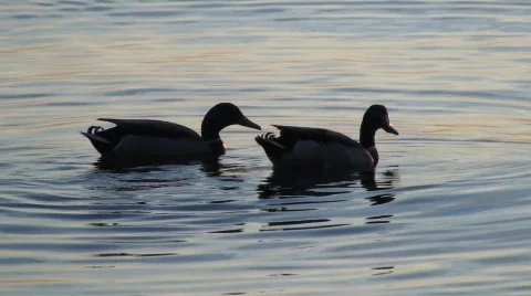  Mallard Ducks Feeding 스톡 동영상 534256