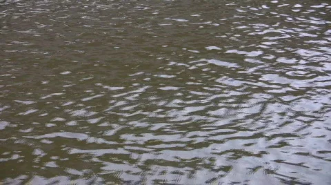 Mallard ducks fighting the current Stock Footage 487315