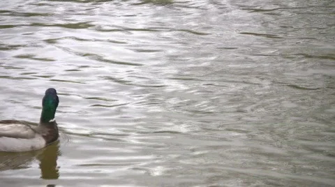 Mallard ducks fighting the current Stock Footage 487466