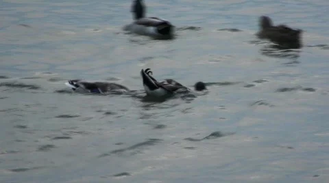 Mallard Ducks Fighting Video stock 549850