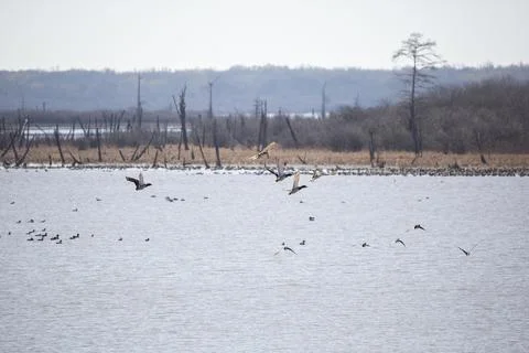 Mallard Ducks in Flight Stock Photos