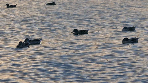 Mallard ducks float on shimmering water 4K Stock Footage 93874776