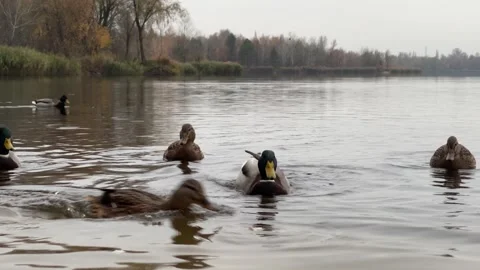 Mallard Ducks Floating on Calm Lake in Autumn Stock Footage 335944371