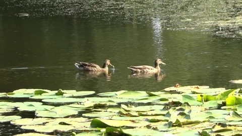 Mallard ducks floating on the lake on the background of water lilies. Video F Video stock 102238036