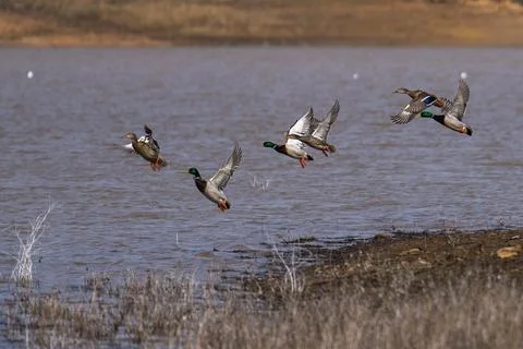 Mallard ducks flying in flight Stock Photos