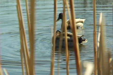 Mallard ducks Stock Footage 150006