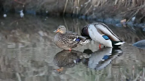 Mallard Ducks Video stock 20522484
