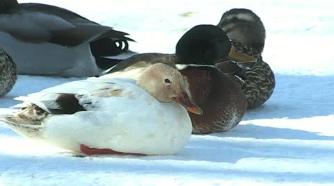 Mallard Ducks Stock Footage 21932961