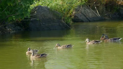 Mallard Ducks Stock Footage 41750516