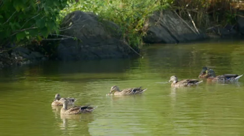 Mallard Ducks  Video stock 41750655