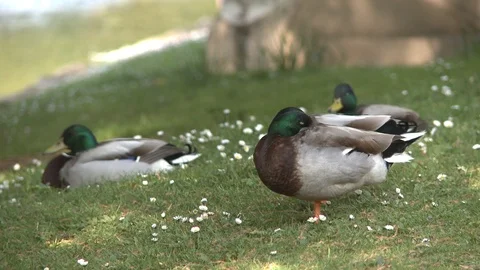 Mallard Ducks 库存影片 96743477