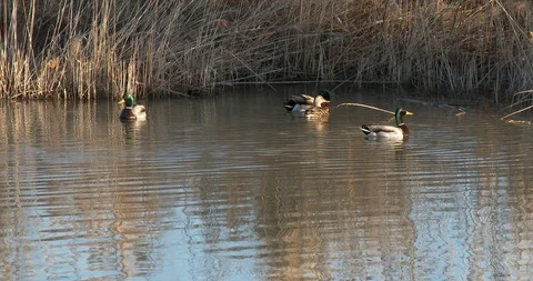 Mallard Ducks Stock Footage 106147398