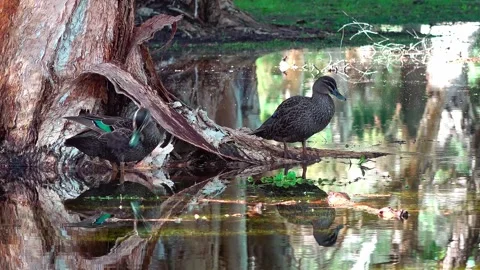 Mallard ducks Stock Footage 282227540