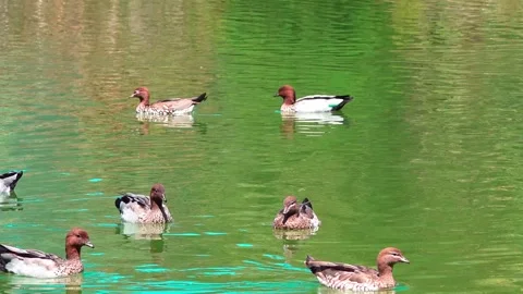 Mallard Ducks Stock Footage 282856148