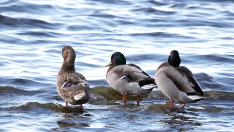 Mallard ducks Vidéo 288498577