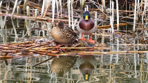Mallard Ducks Stock Footage 331463015