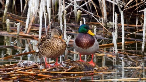 Mallard Ducks Stock Footage 332301308