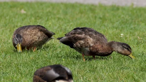 Mallard Ducks Foraging in Green Grass Close-Up Stock Footage 329942164