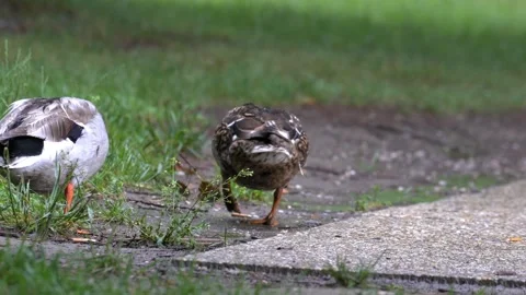 Mallard Ducks Foraging in a Puddle - 4K Wildlife Slow Motion Shot 库存影片 336692970