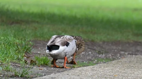 Mallard Ducks Foraging in a Puddle - 4K Wildlife Slow Motion Shot Stock Footage 336693096