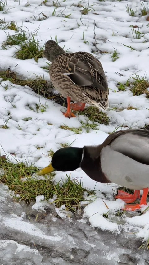 Mallard Ducks Foraging In Snow Winter Feeding Mallard Drake And Female Close Up Stock Footage 340255803
