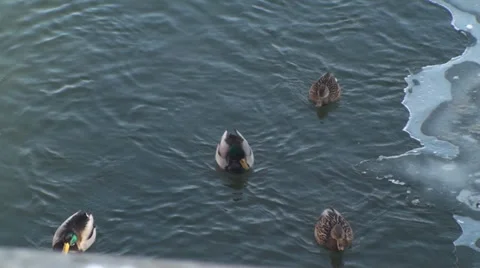 Mallard Ducks On A Frozen River Stock Footage 34973028