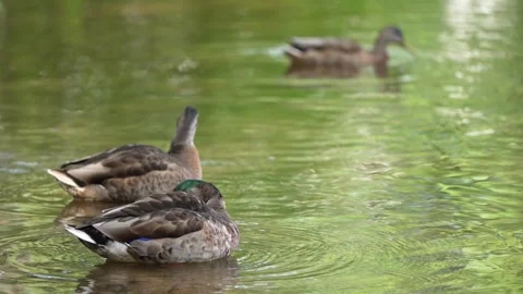 Mallard Ducks Gliding Peacefully Across a Serene Pond in the Morning Light Stock Footage 343490401