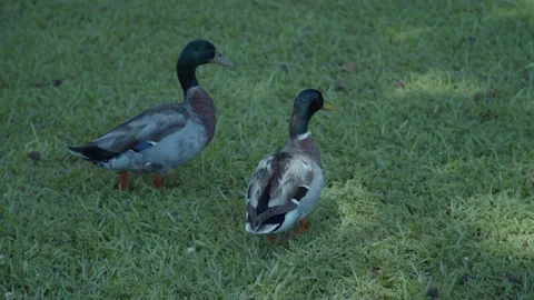 Mallard ducks in grass walk Stock Footage 196295228