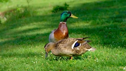 Mallard Ducks on Green Grass. Stock Footage 305290704