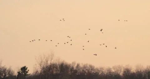 Mallard Ducks Group in Flight With Clear Sky Sunset Stock Footage 160697668